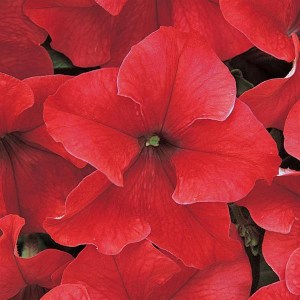 Dreams Red 1